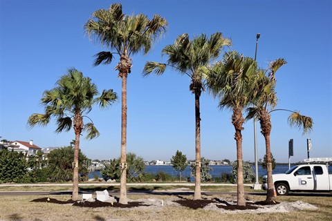 Ringling Causeway Palms
