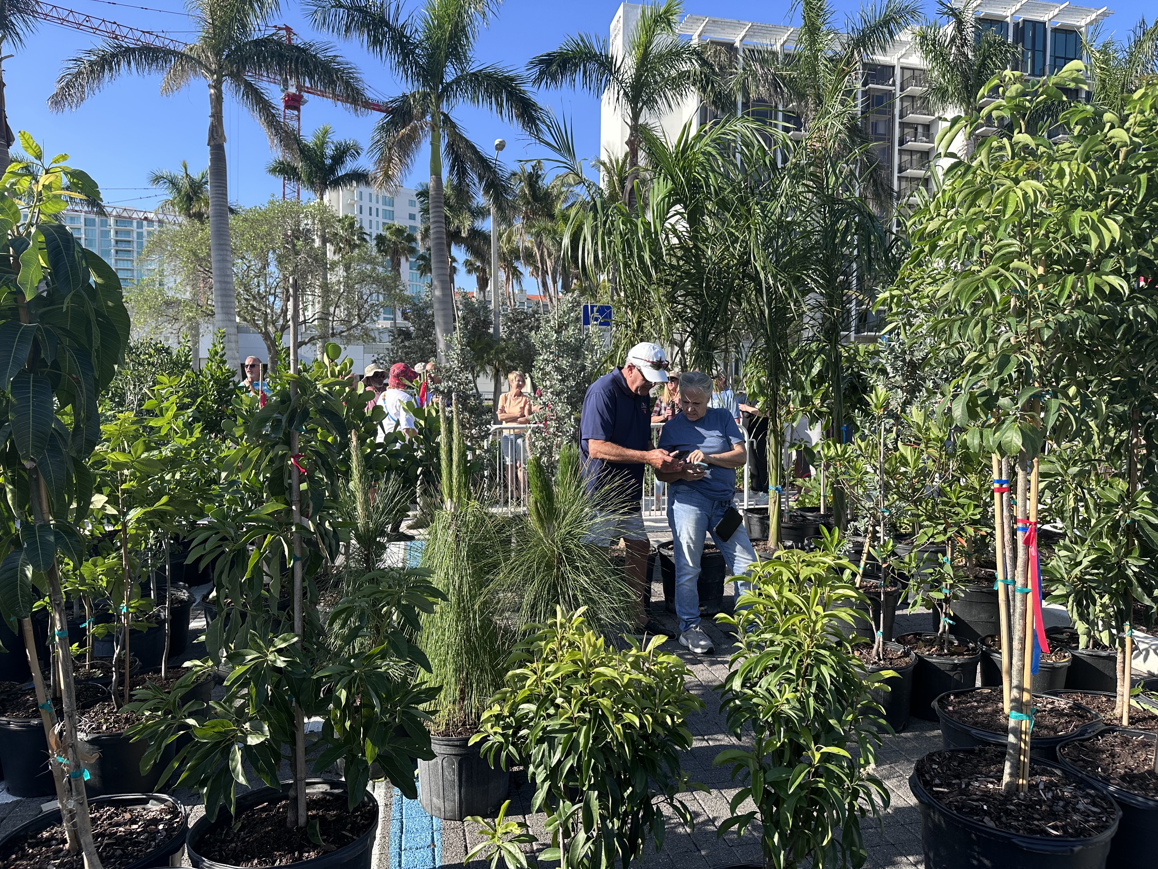 Residents select their tree during 2025's Good to Be Green at The Bay tree giveaway